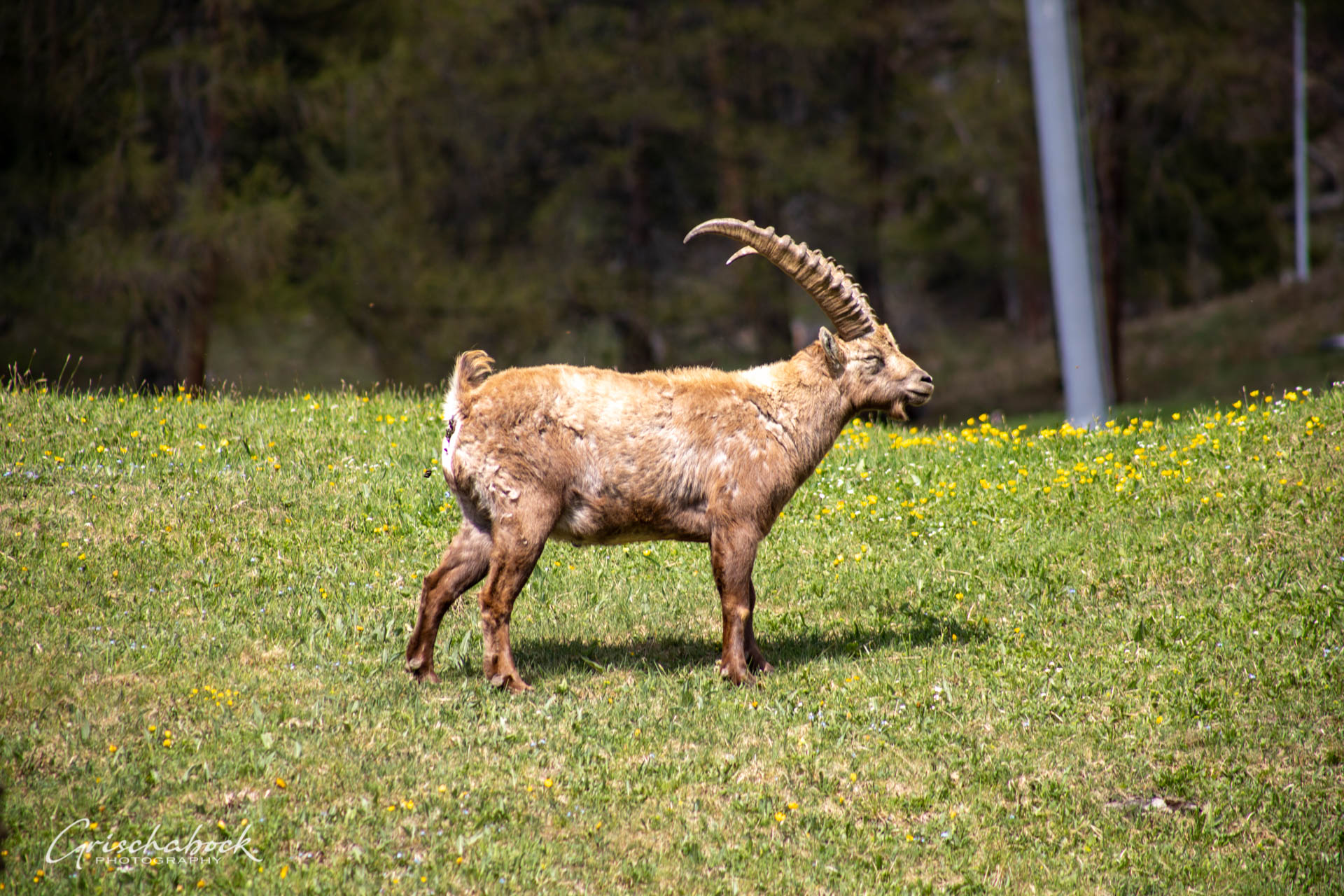 Steinböcke Pontresina