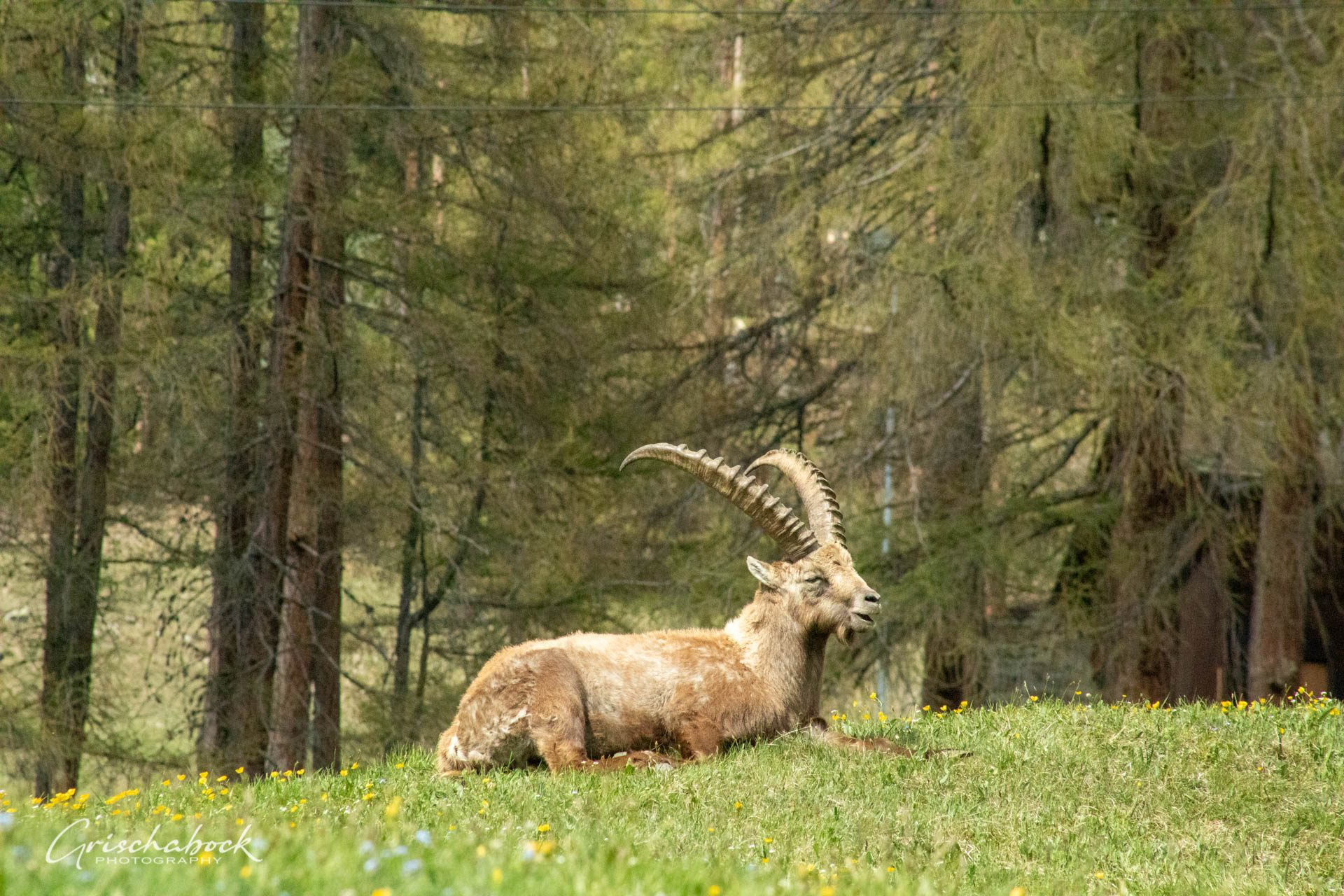 Steinböcke Pontresina