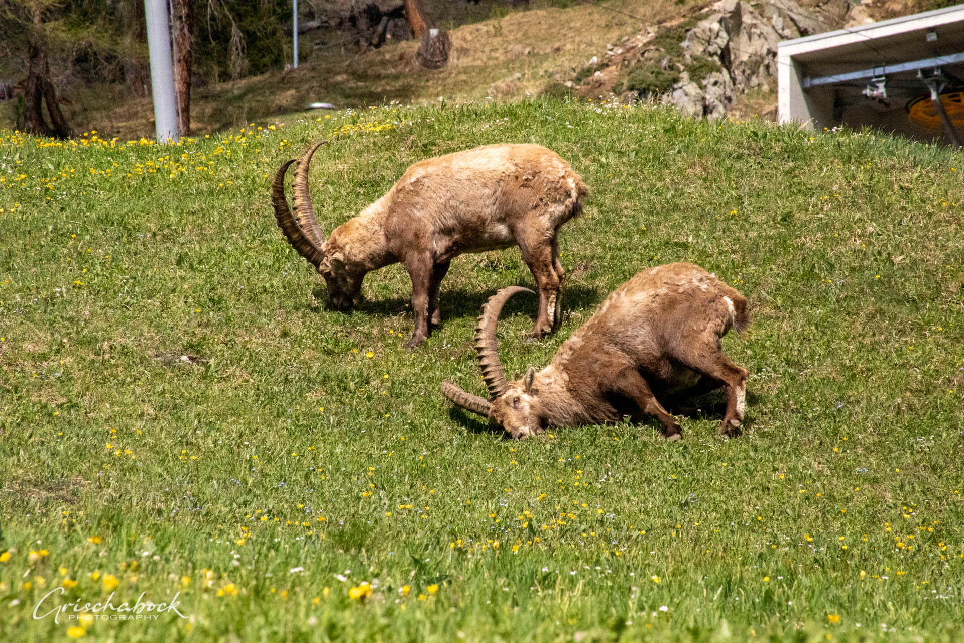 Steinböcke Pontresina