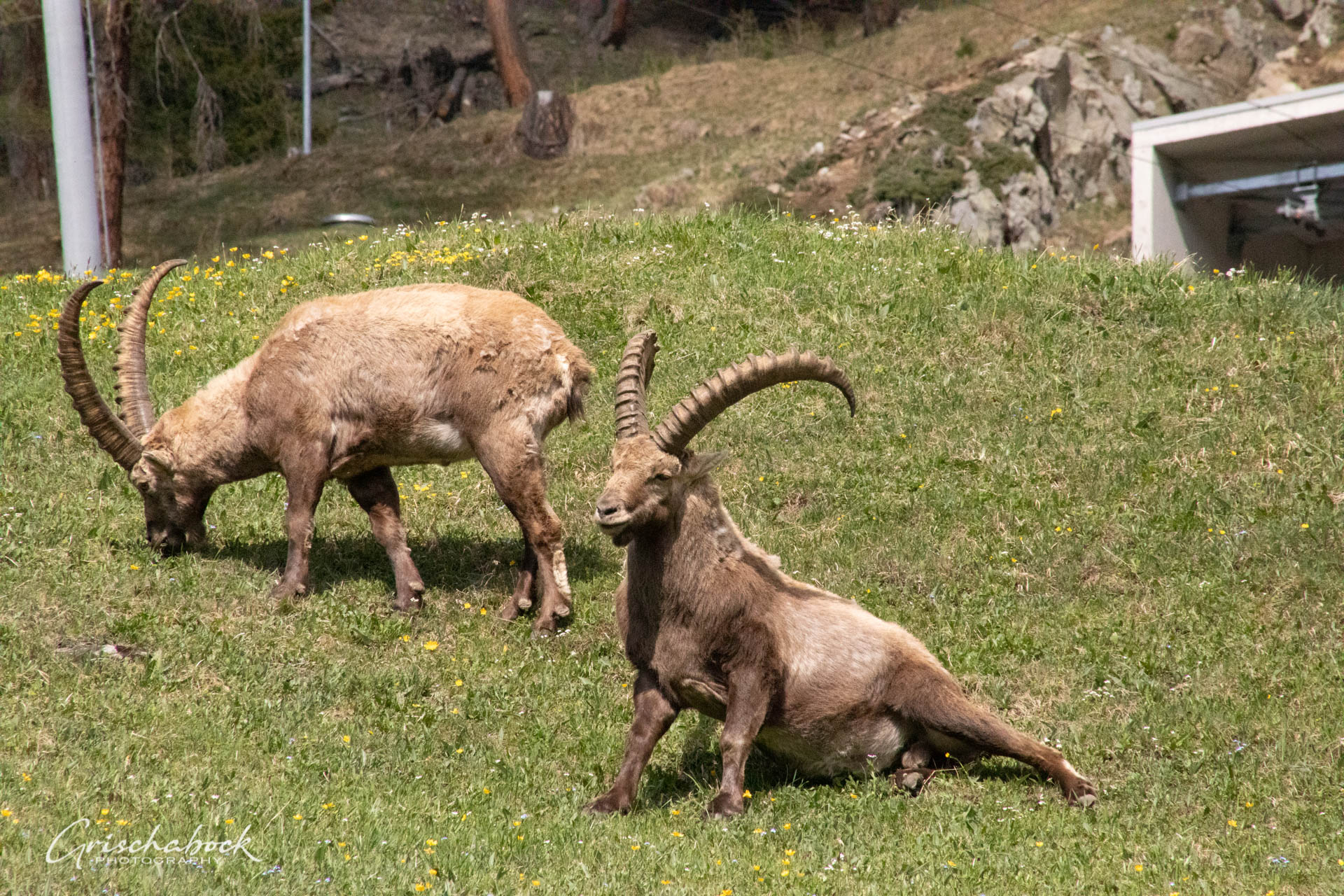 Steinböcke Pontresina