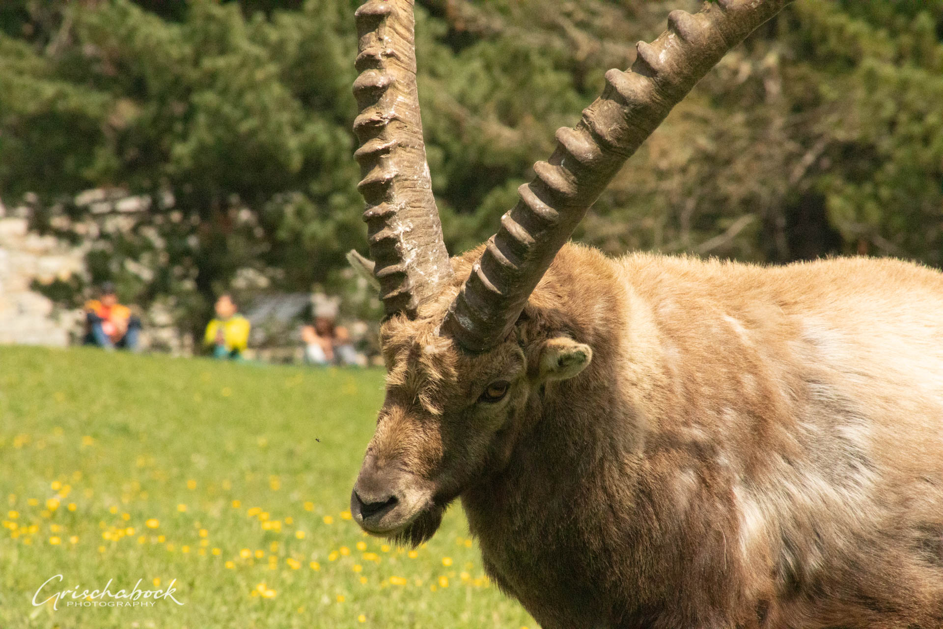 Steinböcke Pontresina