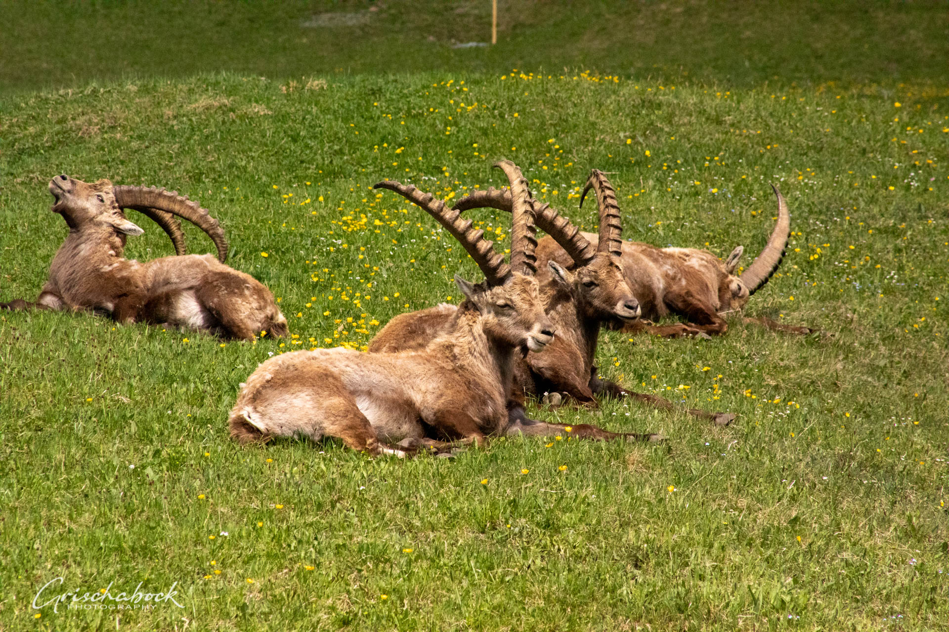 Steinböcke Pontresina