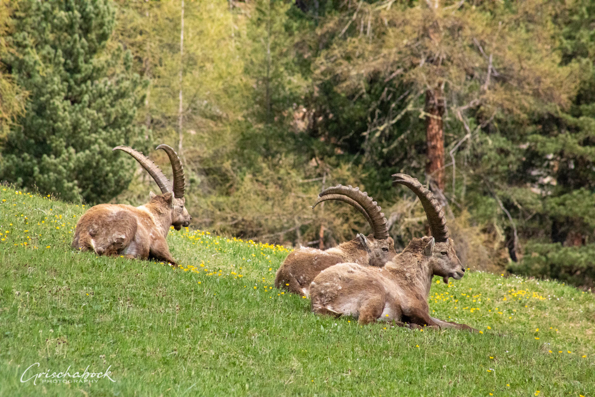 Steinböcke Pontresina