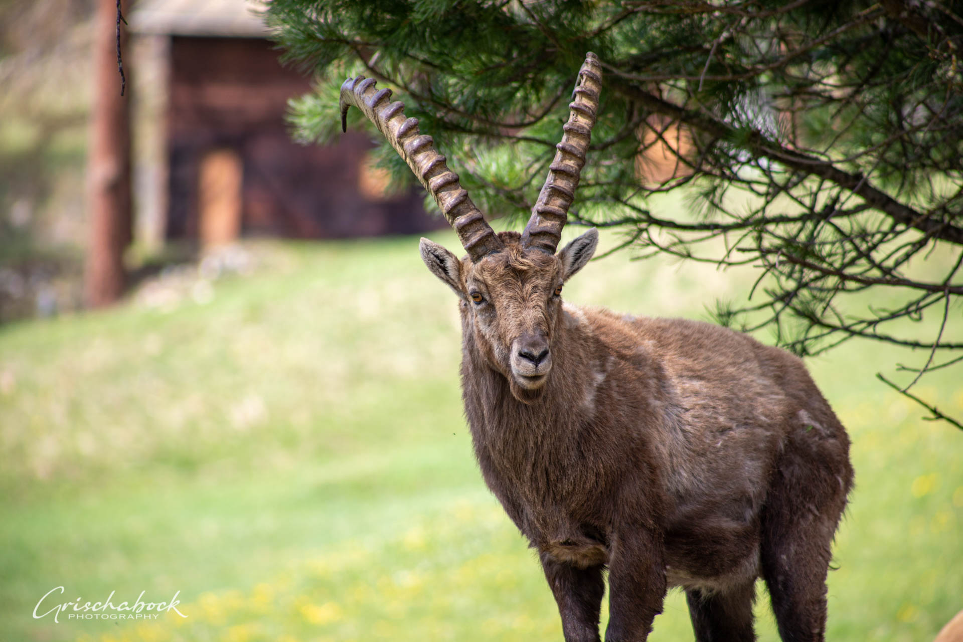 Steinböcke Pontresina