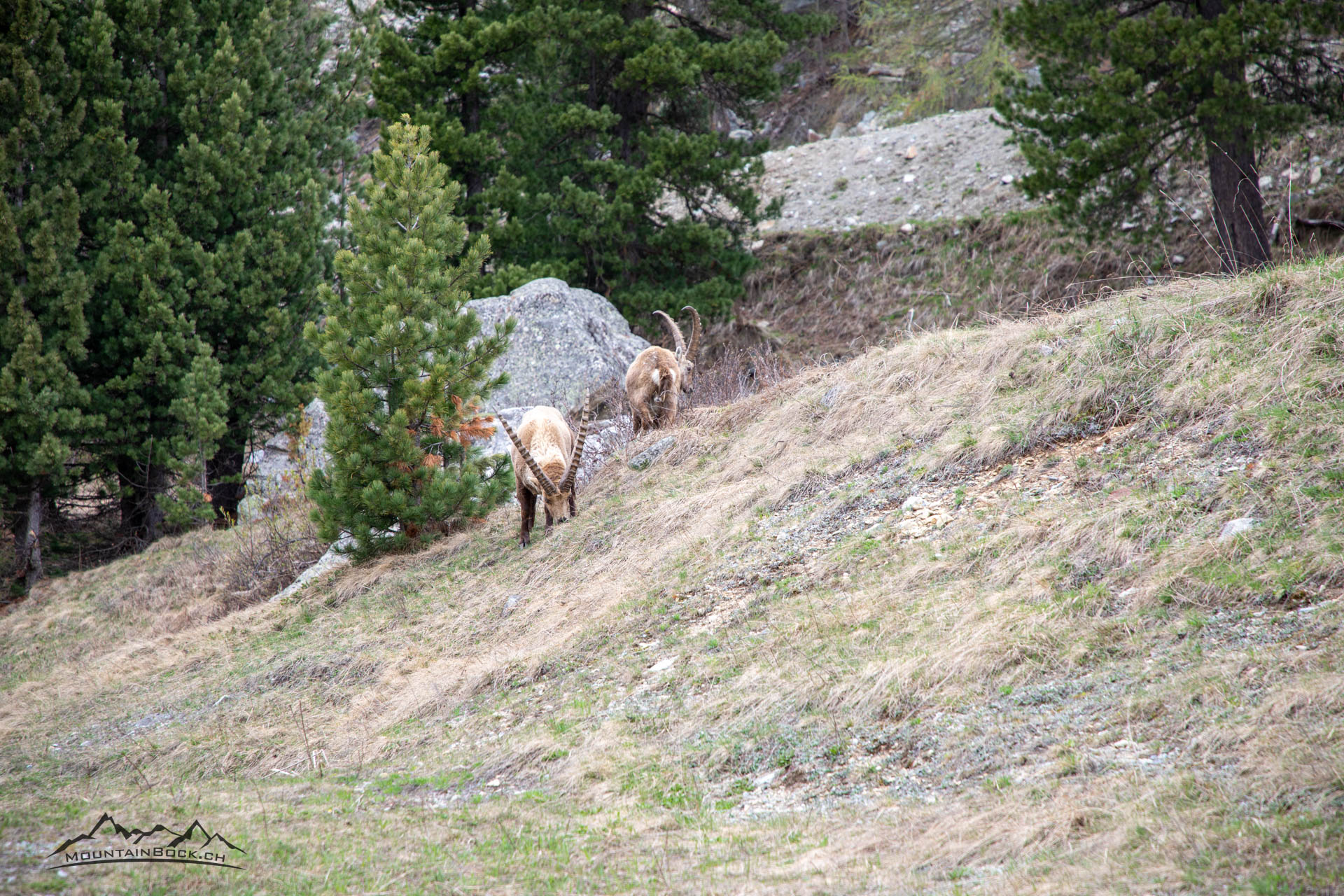 Steinböcke Pontresina 14.05.2024