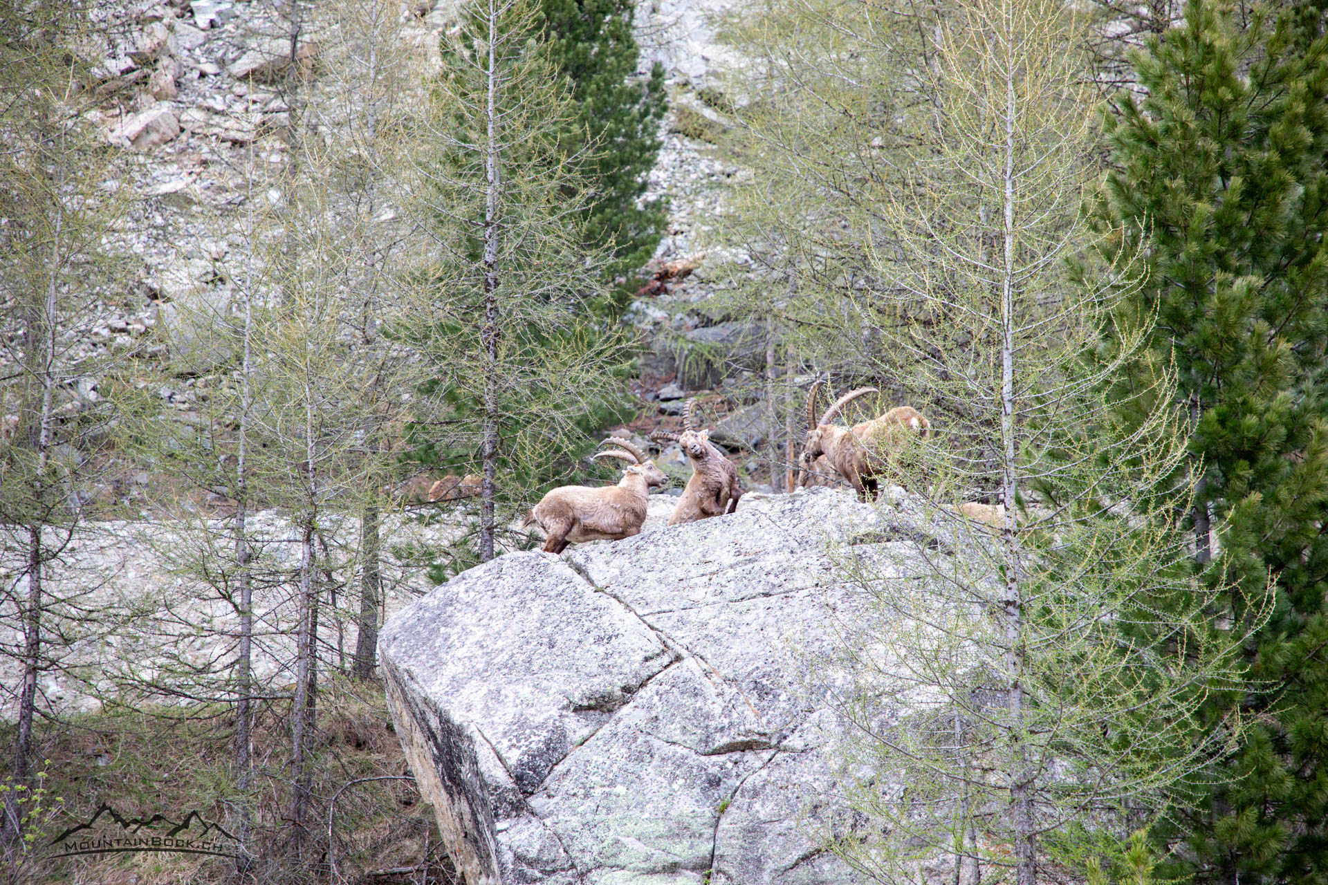 Steinböcke Pontresina 14.05.2024