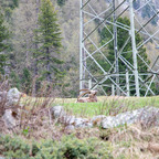 Steinböcke Pontresina 14.05.2024