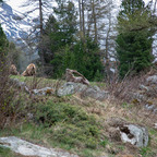 Steinböcke Pontresina 14.05.2024