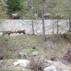 Steinböcke Pontresina 14.05.2024