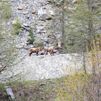 Steinböcke Pontresina 14.05.2024