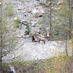 Steinböcke Pontresina 14.05.2024