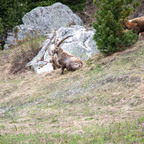 Steinböcke Pontresina 14.05.2024