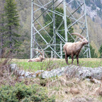 Steinböcke Pontresina 14.05.2024