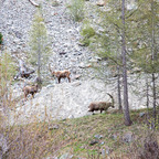 Steinböcke Pontresina 14.05.2024