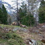 Steinböcke Pontresina 14.05.2024