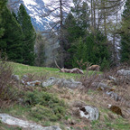 Steinböcke Pontresina 14.05.2024