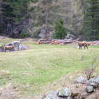 Steinböcke Pontresina 14.05.2024