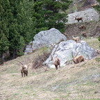 Steinböcke Pontresina 14.05.2024