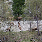 Steinböcke Pontresina 14.05.2024