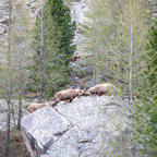 Steinböcke Pontresina 14.05.2024