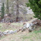 Steinböcke Pontresina 14.05.2024