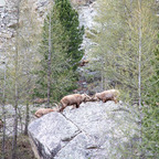 Steinböcke Pontresina 14.05.2024