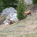 Steinböcke Pontresina 14.05.2024