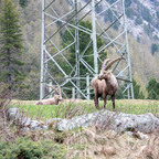 Steinböcke Pontresina 14.05.2024