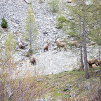 Steinböcke Pontresina 14.05.2024