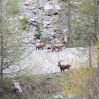 Steinböcke Pontresina 14.05.2024