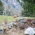 Steinböcke Pontresina 14.05.2024