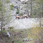 Steinböcke Pontresina 14.05.2024