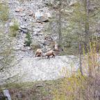 Steinböcke Pontresina 14.05.2024