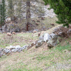 Steinböcke Pontresina 14.05.2024