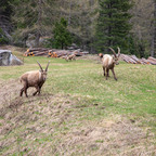 Steinböcke Pontresina 14.05.2024