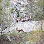 Steinböcke Pontresina 14.05.2024