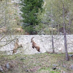 Steinböcke Pontresina 14.05.2024