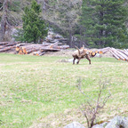 Steinböcke Pontresina 14.05.2024