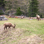 Steinböcke Pontresina 14.05.2024