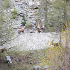 Steinböcke Pontresina 14.05.2024