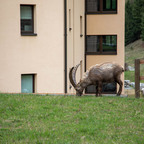 Steinböcke Pontresina 14.05.2024