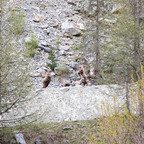 Steinböcke Pontresina 14.05.2024