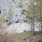 Steinböcke Pontresina 14.05.2024