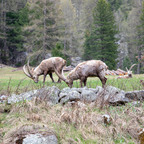 Steinböcke Pontresina 14.05.2024