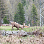 Steinböcke Pontresina 14.05.2024