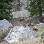 Steinböcke Pontresina 14.05.2024