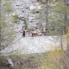 Steinböcke Pontresina 14.05.2024