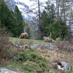 Steinböcke Pontresina 14.05.2024