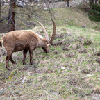 Steinböcke Pontresina 14.05.2024