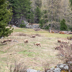 Steinböcke Pontresina 14.05.2024